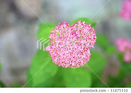 Hydrangea Annabell Flower 31875310