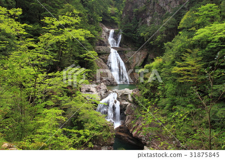 Shichikiba Falls in Osugitani Shichikiba Falls in Osugitani 31875845
