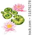 Water lily Water lily 31876278