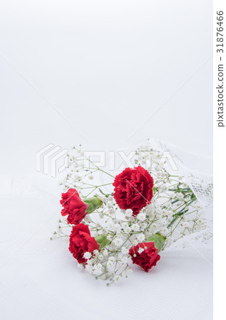 Carnation on Mother's Day Carnation on Mother's Day 31876466