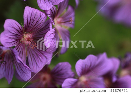 花壇花天竺葵 花壇花天竺葵 31876751