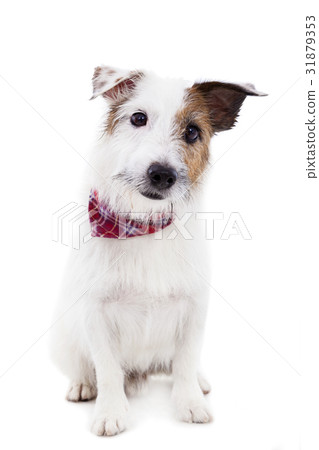 Puppy  jack russel terrier dog on a white Puppy  jack russel terrier dog on a white 31879353