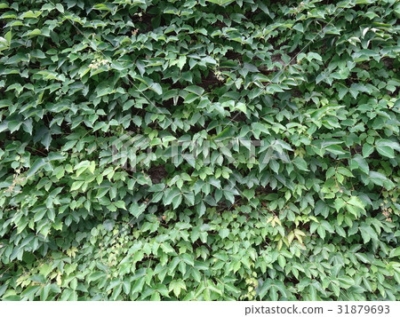 grass texture wallpaper background grass texture wallpaper background 31879693