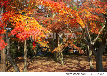 Autumn Kyoto 31882364