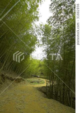 Majestic Scenery 31882856