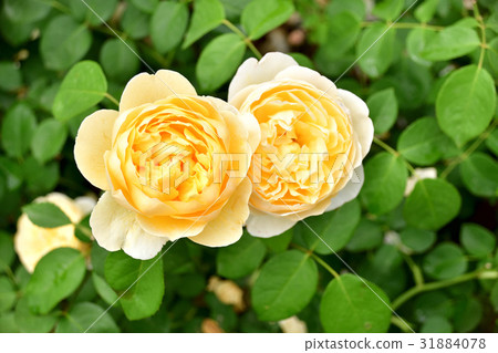 Rose (Charlotte) Rose (Charlotte) 31884078
