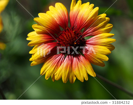 Tenguiku taking a summer sunshine 31884232