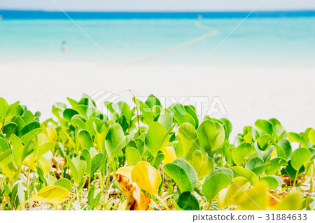 sea beach ocean summer Foot Creeper plant nature. 31884633