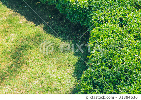 clean neat trim cutted beautiful grass garden clean neat trim cutted beautiful grass garden 31884636