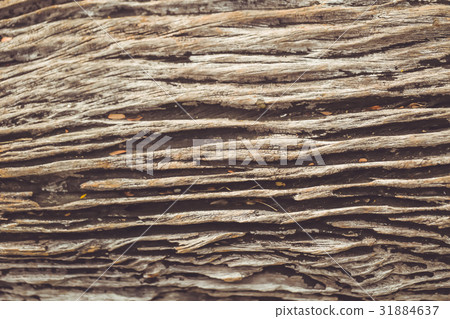 old wood tree texture pattern 31884637