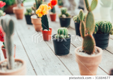 Cactus plant home decoration Cactus plant home decoration 31884677