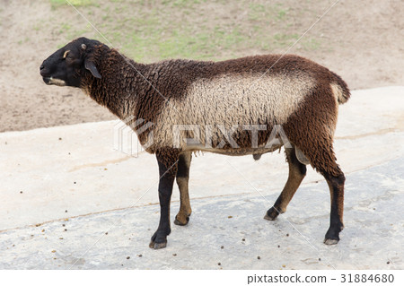 fluffy brown and white child young sheep fluffy brown and white child young sheep 31884680