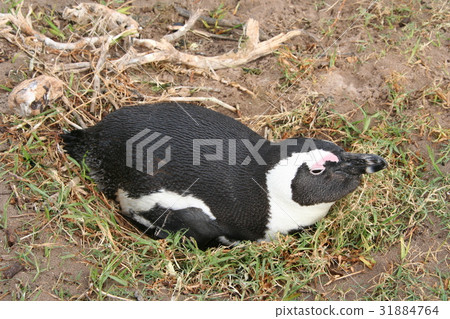 Cape Penguin 6 31884764