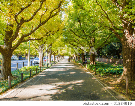 ginkgo trees in Jingu Gaien park ,Japan ginkgo trees in Jingu Gaien park ,Japan 31884919