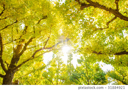 ginkgo trees in Jingu Gaien park ,Japan ginkgo trees in Jingu Gaien park ,Japan 31884921
