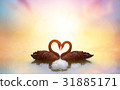 beautiful black swan in heart shape on sunset  31885171