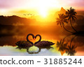 beautiful black swan in heart shape on  sunset  31885244
