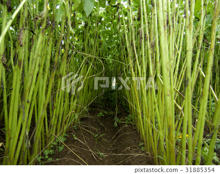 綠色隧道向日葵 31885354