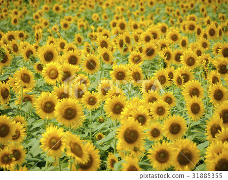 向日葵田 31885355