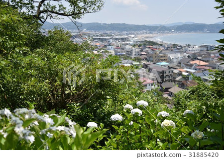 Hydrangea and Yuigahama 31885420