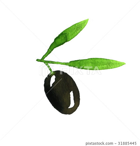 Olive Branch. Watercolor 31885445