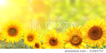 Bright sunflowers on yellow background Bright sunflowers on yellow background 31885737