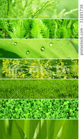Set of banners with green leaf texture Set of banners with green leaf texture 31885738