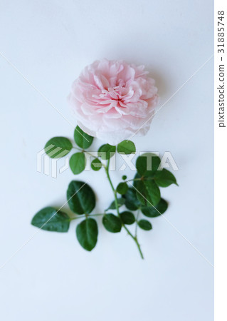 Pink rose petals isolated on white background for Pink rose petals isolated on white background for 31885748