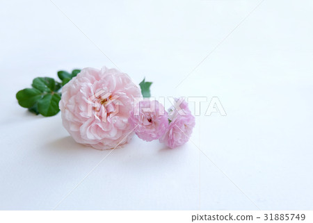 Pink rose petals isolated on white background for Pink rose petals isolated on white background for 31885749