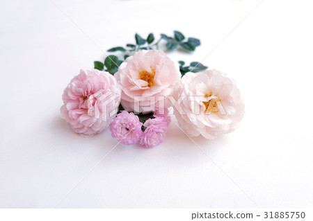 Pink rose petals isolated on white background for Pink rose petals isolated on white background for 31885750