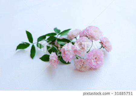 Pink rose petals isolated on white background for Pink rose petals isolated on white background for 31885751