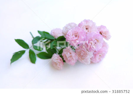 Pink rose petals isolated on white background for Pink rose petals isolated on white background for 31885752