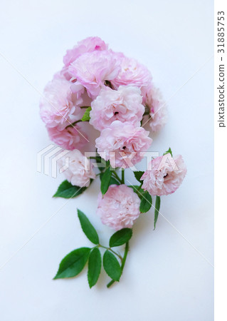 Pink rose petals isolated on white background Pink rose petals isolated on white background 31885753