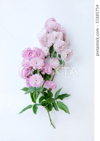 Pink rose petals isolated on white background Pink rose petals isolated on white background 31885754