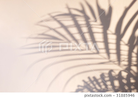 shadow of the leaves on a white wall shadow of the leaves on a white wall 31885946
