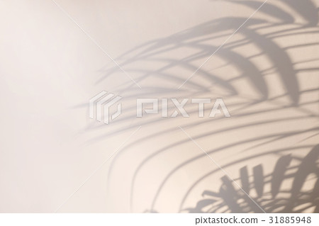 shadow of the leaves on a white wall shadow of the leaves on a white wall 31885948