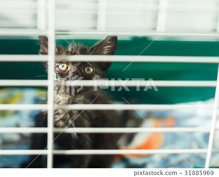 Homeless kitten in a cage in an animal shelter Homeless kitten in a cage in an animal shelter 31885969