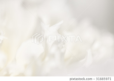 white background from flowers 31885971