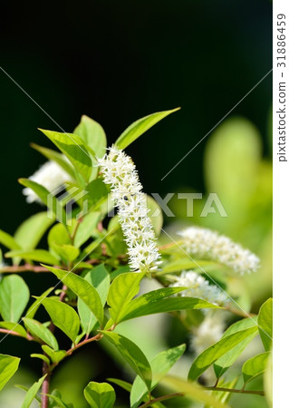 Kobanoshuina Kobanoshuina 31886459