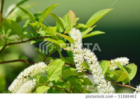 Kobanoshuina Kobanoshuina 31886461