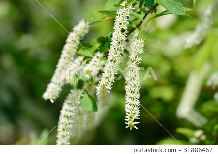Kobanoshuina Kobanoshuina 31886462