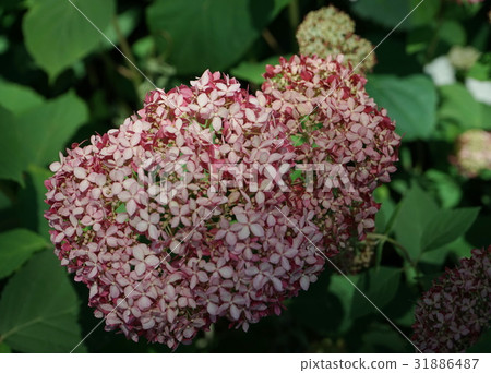 繡球花植物12 31886487