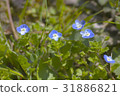Persian speedwell 31886821