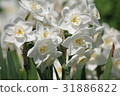 White Narcissus Paper White 31886822