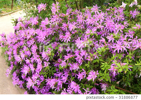 Hanaguruma: flower car (azalea) Hanaguruma: flower car (azalea) 31886877