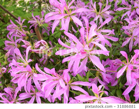 Hanaguruma: flower car (azalea) Hanaguruma: flower car (azalea) 31886881