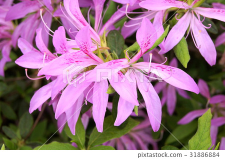 Hanaguruma:花車(杜鵑花) Hanaguruma:花車(杜鵑花) 31886884