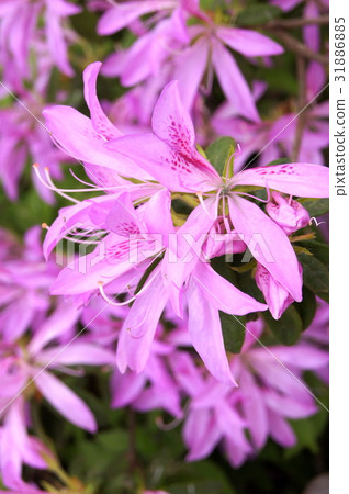 Hanaguruma:花車(杜鵑花) Hanaguruma:花車(杜鵑花) 31886885