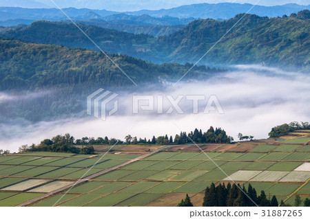 新潟縣小千谷市信濃河的稻田和霧聚集的魚沼越光 31887265