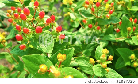 Fruit of Hippelicum Fruit of Hippelicum 31887329